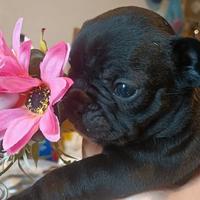 Bulldog Francese