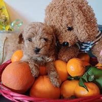 Barboncini Toy cuccioli