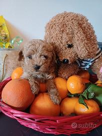 Barboncini Toy cuccioli