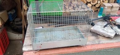 gabbia cova x batteria diamantini , canarini 