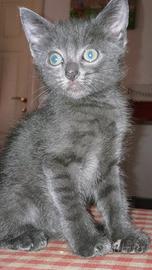 Cucciolo gatto