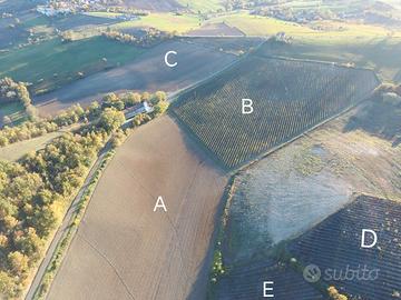 Podere Vigneto Timorasso Derthona