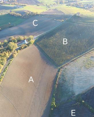 Podere Vigneto Timorasso Derthona