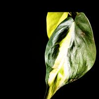 philodendron brasil 