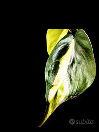 philodendron brasil 
