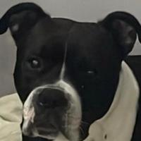 Amstaff per accoppiamento