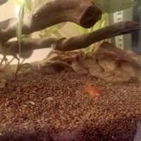 Platy Red tail