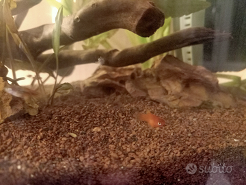 Platy Red tail