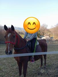 Cavallo