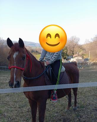 Cavallo