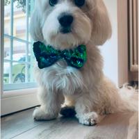 Accoppiamento maltese