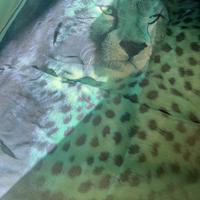 Foulard seta Roberto Cavalli