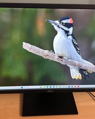 Monitor Dell 24 Pollici E2420HS