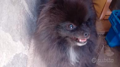 Volpino pomerania mini