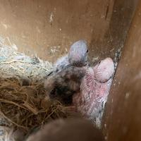 Pappagalli inseparabili da imbecco