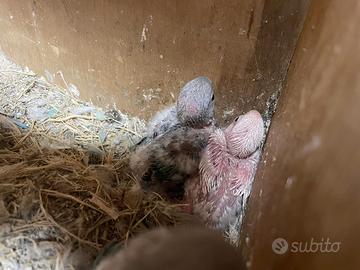 Pappagalli inseparabili da imbecco