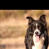 Border collie maschio disponibile per monta