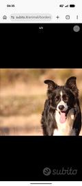 Border collie maschio disponibile per monta