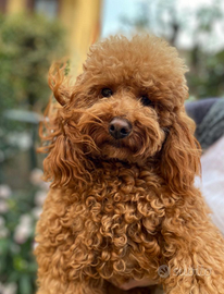 Barboncino pedigree accoppiamento monta