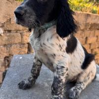 Setter inglese