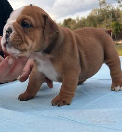 Bulldog inglese