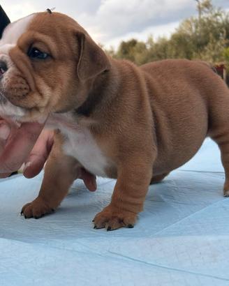 Bulldog inglese