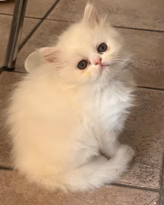 Cuccioli di Gatto Persiano Dollface