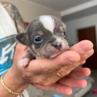Cuccioli chihuahua toy