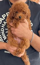Super cucciolo di barboncino toy red