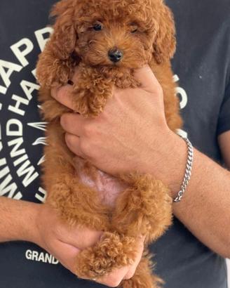 Super cucciolo di barboncino toy red