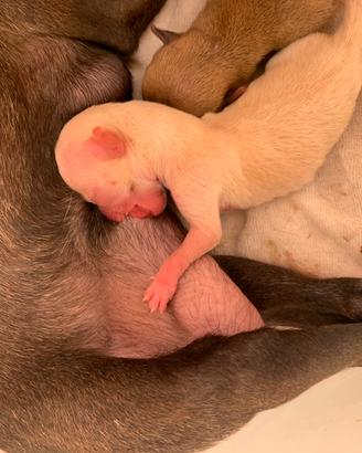 Cuccioli di chihuahua