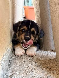 Welsh Corgi Pembroke maschio tricolor