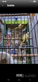 Canarini timbrado