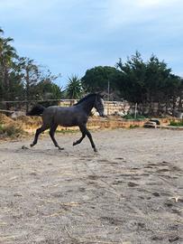 Cavallo, puledro Lipizzano