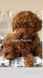 Cuccioli barboncini MiniToy Toy Red con garanzia