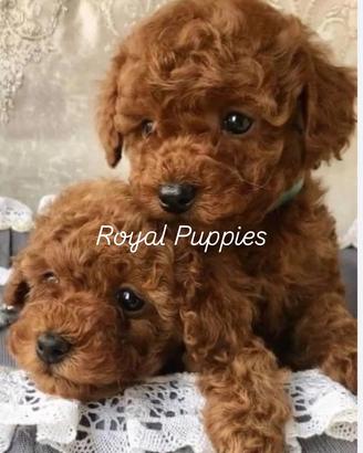 Cuccioli barboncini MiniToy Toy Red con garanzia
