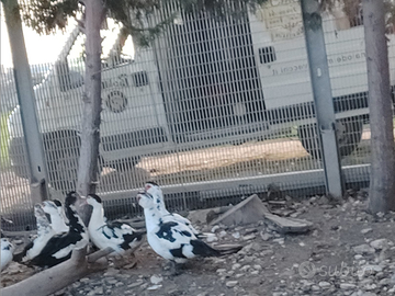 Anatre Mute maschio femmina