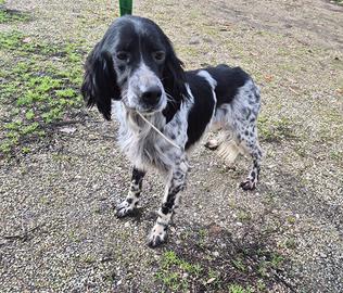Setter puro in adozione