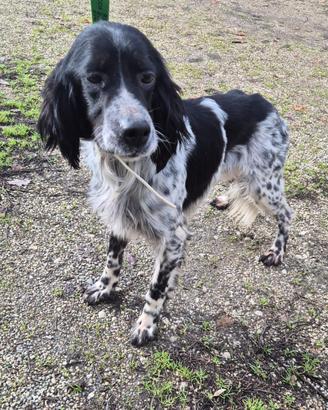 Setter puro in adozione