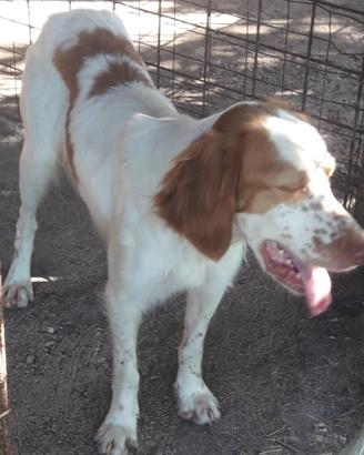 setter inglese