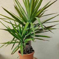 Yucca elephantipes - Tronchetto della felicità