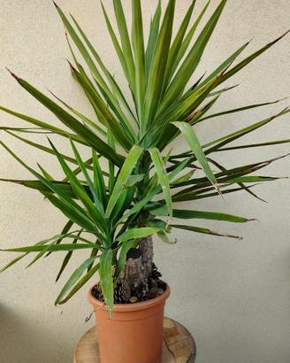Yucca elephantipes - Tronchetto della felicità