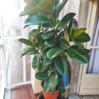 Ficus Elastica Robusta