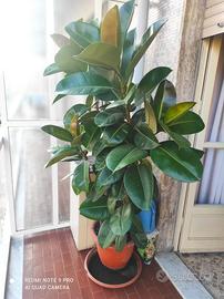 Ficus Elastica Robusta