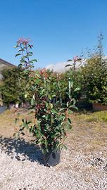 photinia pianta siepe