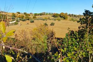 TERRENO AGRICOLO