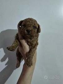 Barboncini toy- mini toy red