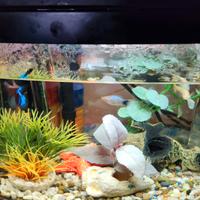 Pesciolini tropicale