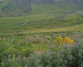 Terreno agricolo