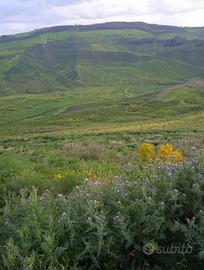 Terreno agricolo